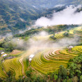 HOÀNG SU PHÌ MÙA LÚA CHÍN: BẢN TÌNH CA VÀNG ÓNG GIỮA NGÀN MÂY HOÀNG SU PHÌ MÙA LÚA CHÍN: BẢN TÌNH CA VÀNG ÓNG GIỮA NGÀN MÂY