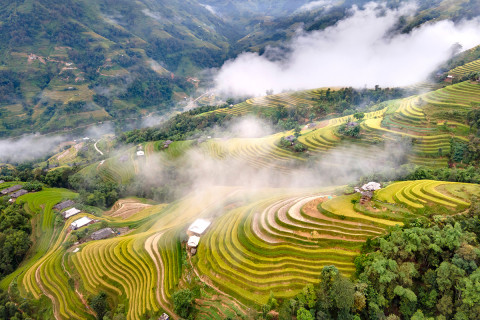 HOÀNG SU PHÌ MÙA LÚA CHÍN: BẢN TÌNH CA VÀNG ÓNG GIỮA NGÀN MÂY
