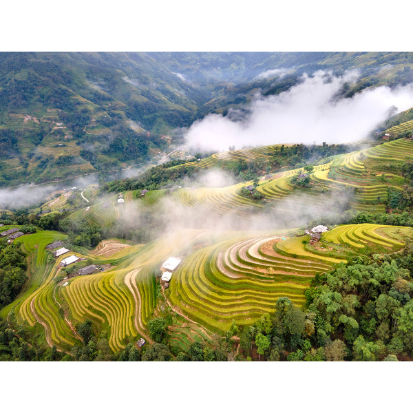 HOÀNG SU PHÌ MÙA LÚA CHÍN: BẢN TÌNH CA VÀNG ÓNG GIỮA NGÀN MÂY