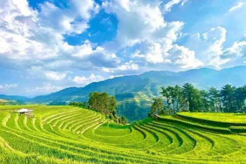 MÙ CANG CHẢI MÙA SÓNG VÀNG