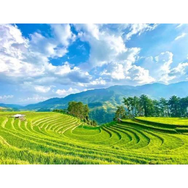 MÙ CANG CHẢI MÙA SÓNG VÀNG