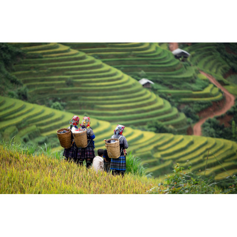 Tour du lịch Mộc Châu 2 ngày 1 đêm 